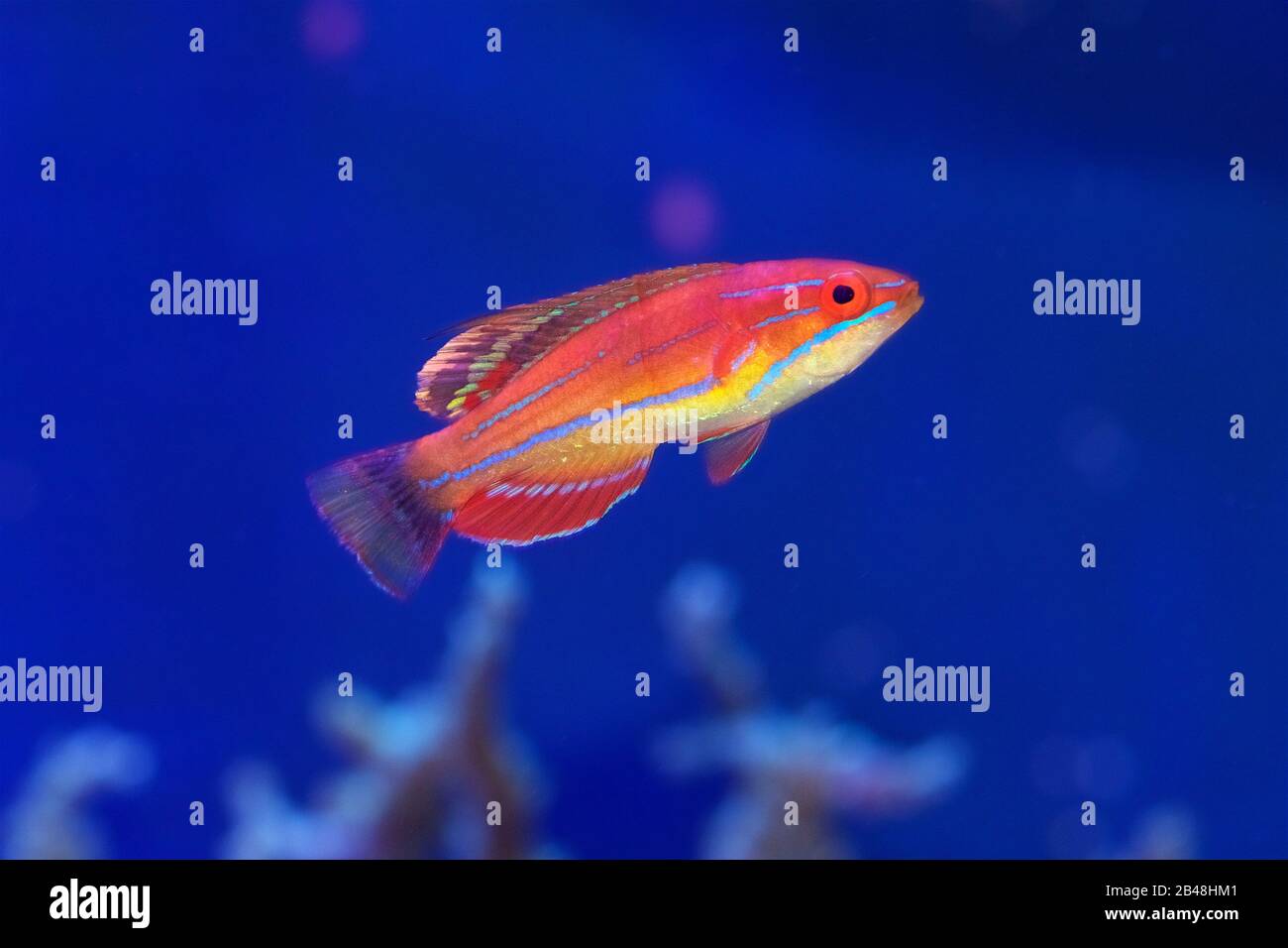 Die Flasher Wrasse des Carpenter, Paracheilinus carpenteri, ein kleiner tropischer Salzwasserfisch Stockfoto