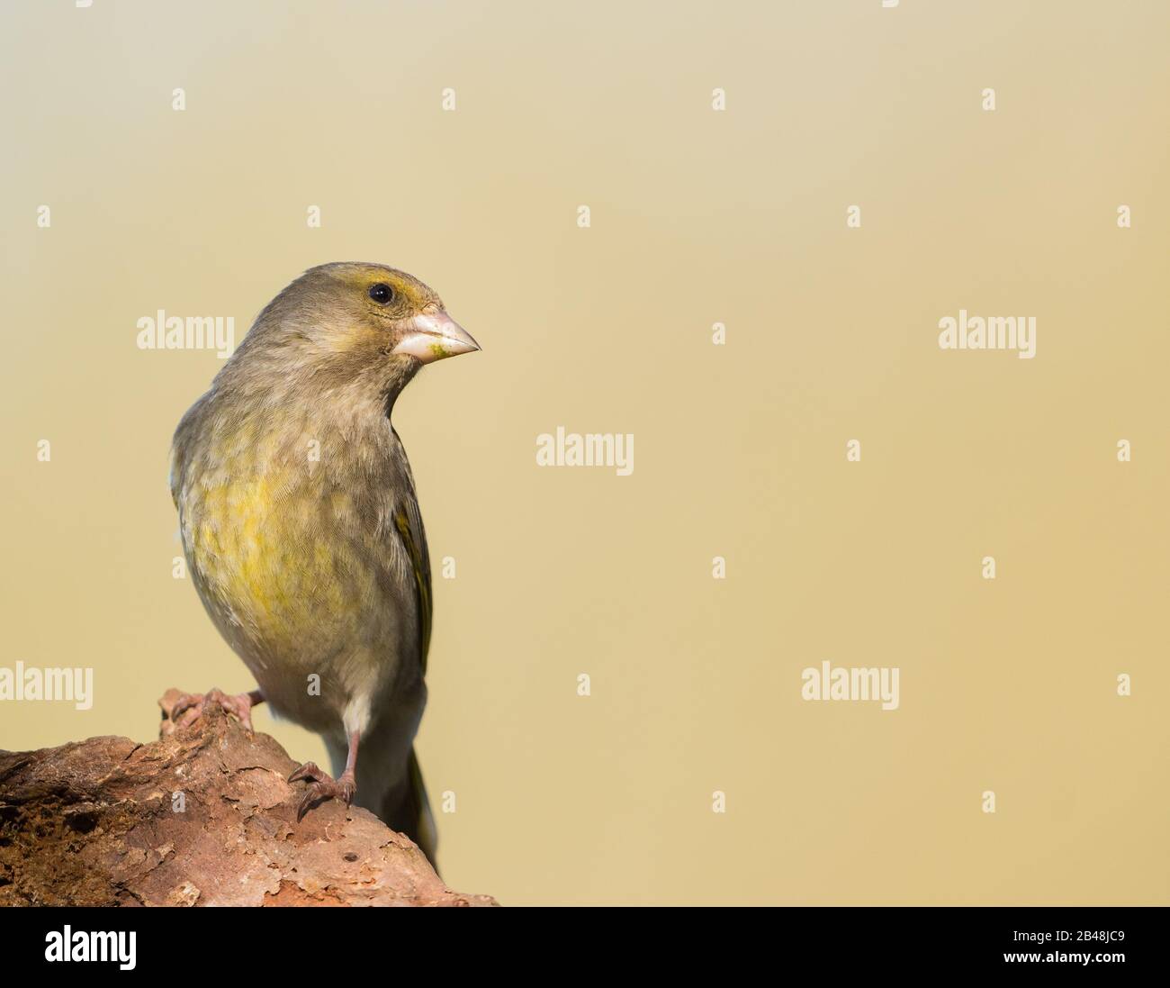Juveniler Greenfinch (Carduelis chloris) Stockfoto