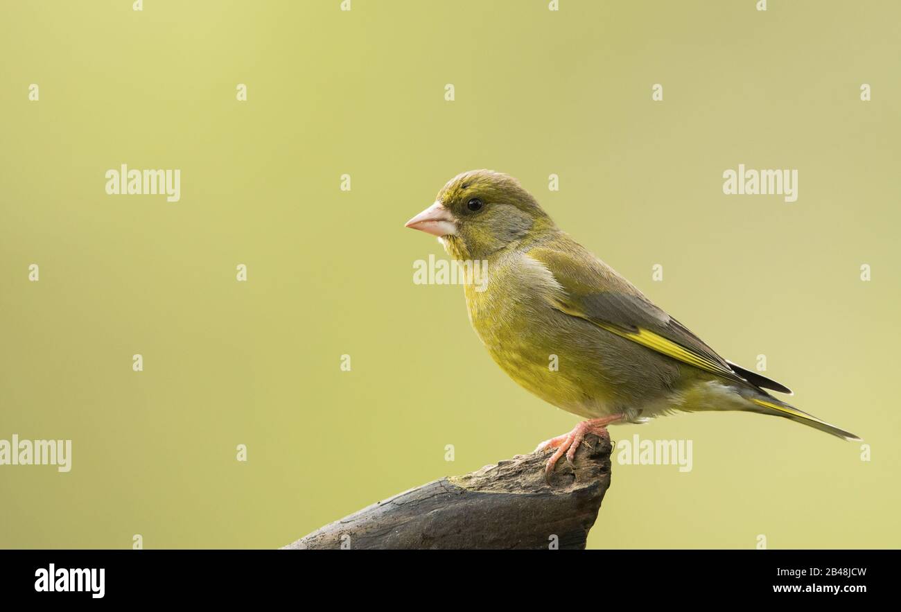 Ein ausgewachsener Greenfinch (Carduelis chloris) im Brutgefieder Stockfoto