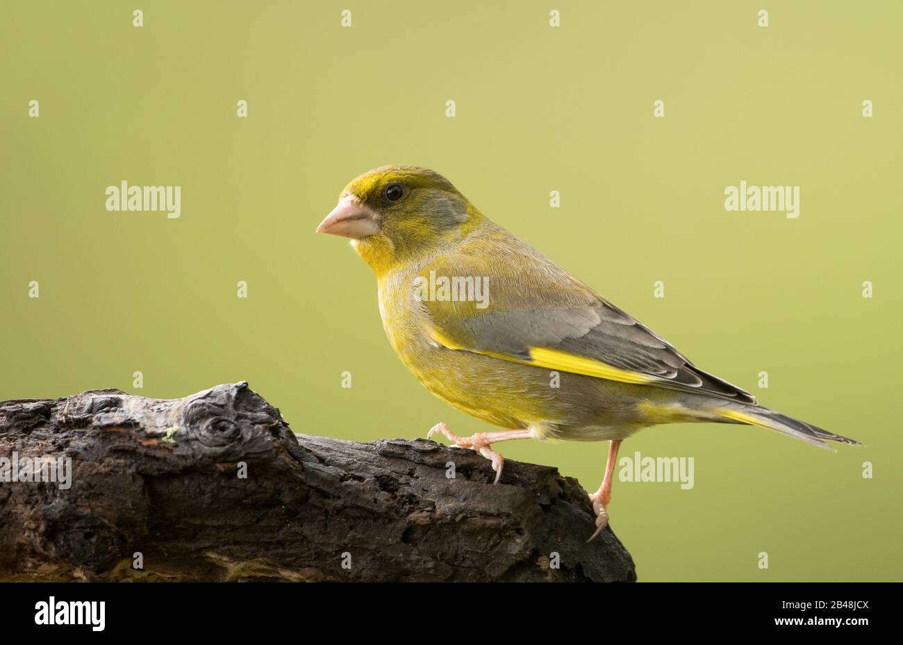 Ein ausgewachsener Greenfinch (Carduelis chloris) im Brutgefieder Stockfoto