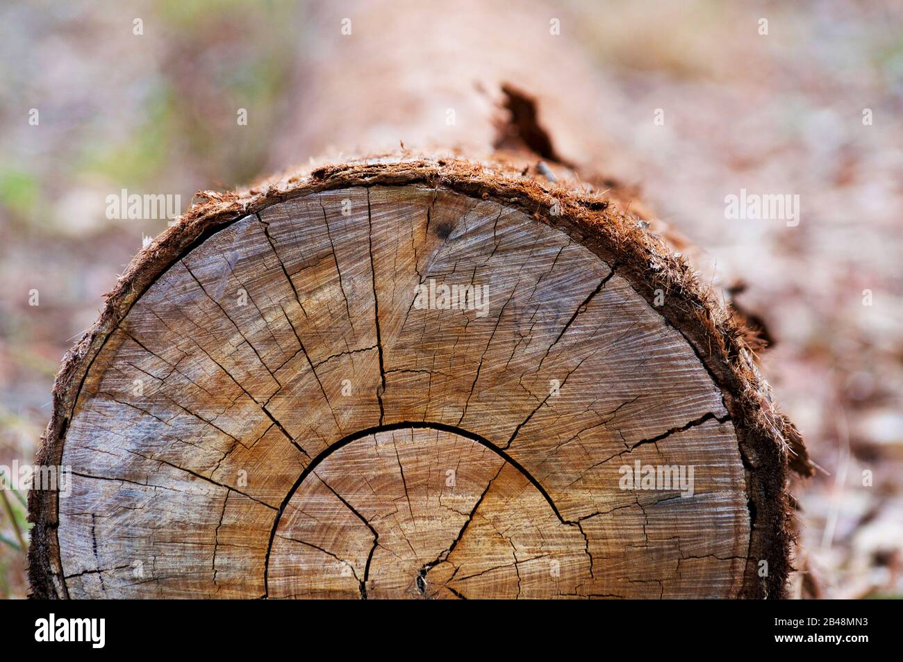 Gehackte Eukalyptusbäume, Holzquerschnitt mit Baumringen, die das Alter des Baumes zeigen Stockfoto