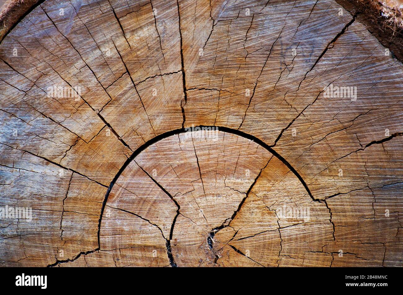 Gehackte Baumholz-Querschnitt mit Baumringen, die das Alter des Baumes zeigen Stockfoto