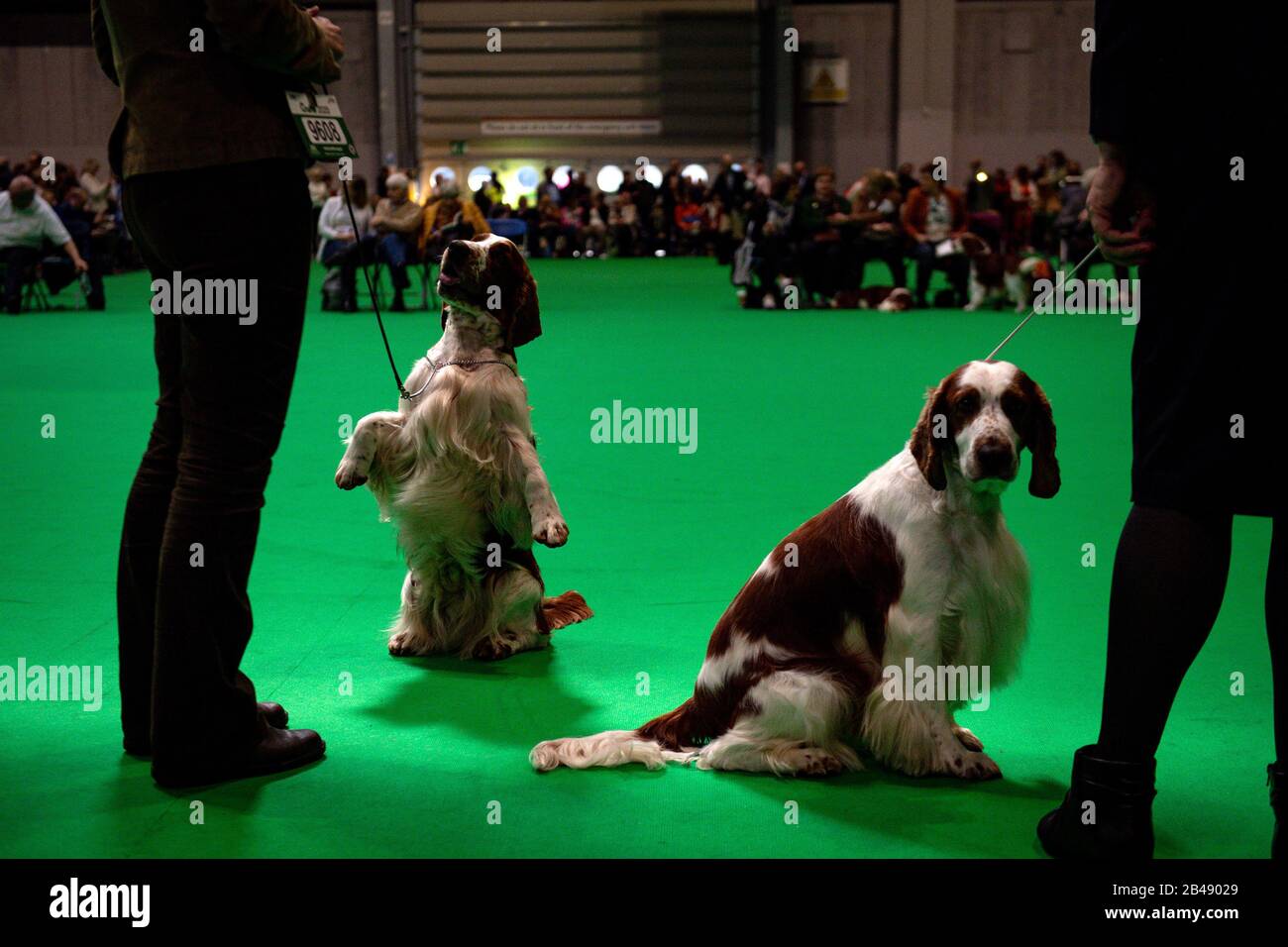 Welsh Springer Spaniels am zweiten Tag der Crufts Dog Show im Birmingham National Exhibition Centre (NEC) zu sehen. Stockfoto