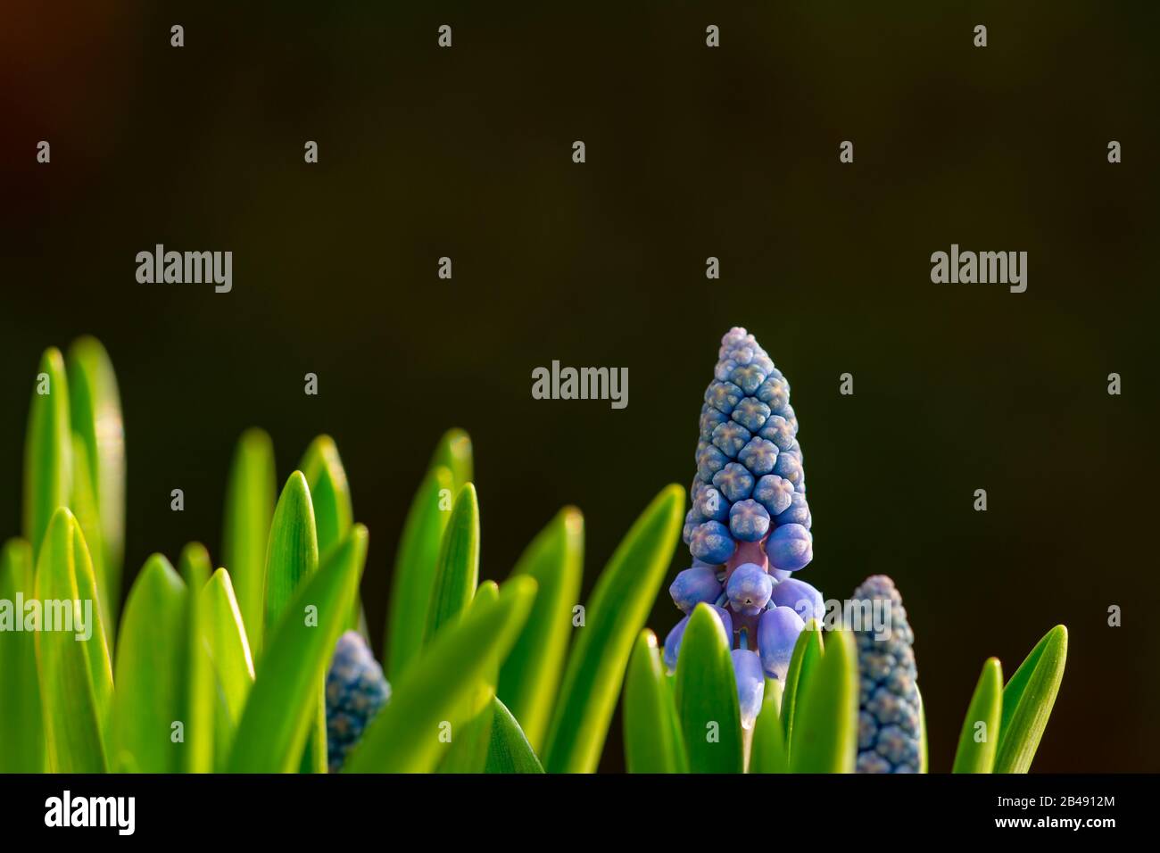 Nahaufnahme der Knospen und der ersten Blüte einer blauen Hyazinthe mit grünen Blättern und dunklem Hintergrund, Kopierraum Stockfoto