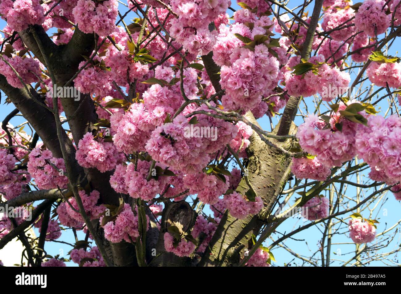 Baum mit Frühlingsblüten in Camden Town London Stockfoto