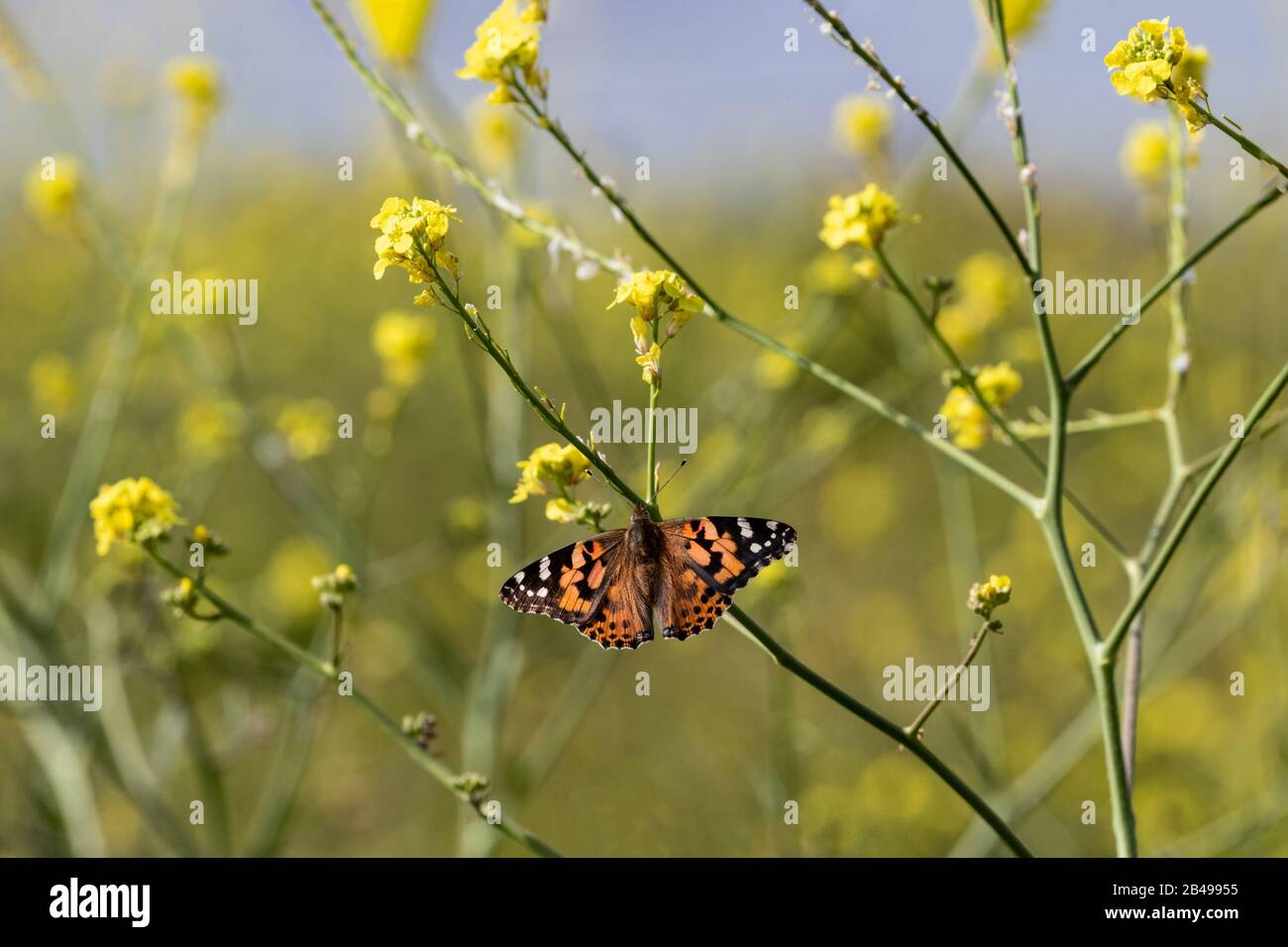 Bemalte Dame Butterfly (vanessa cardui) auf Senfblume, in der Nähe von Malibu, Kalifornien. Senfblumenfeld, blauer Himmel in der Ferne. Stockfoto