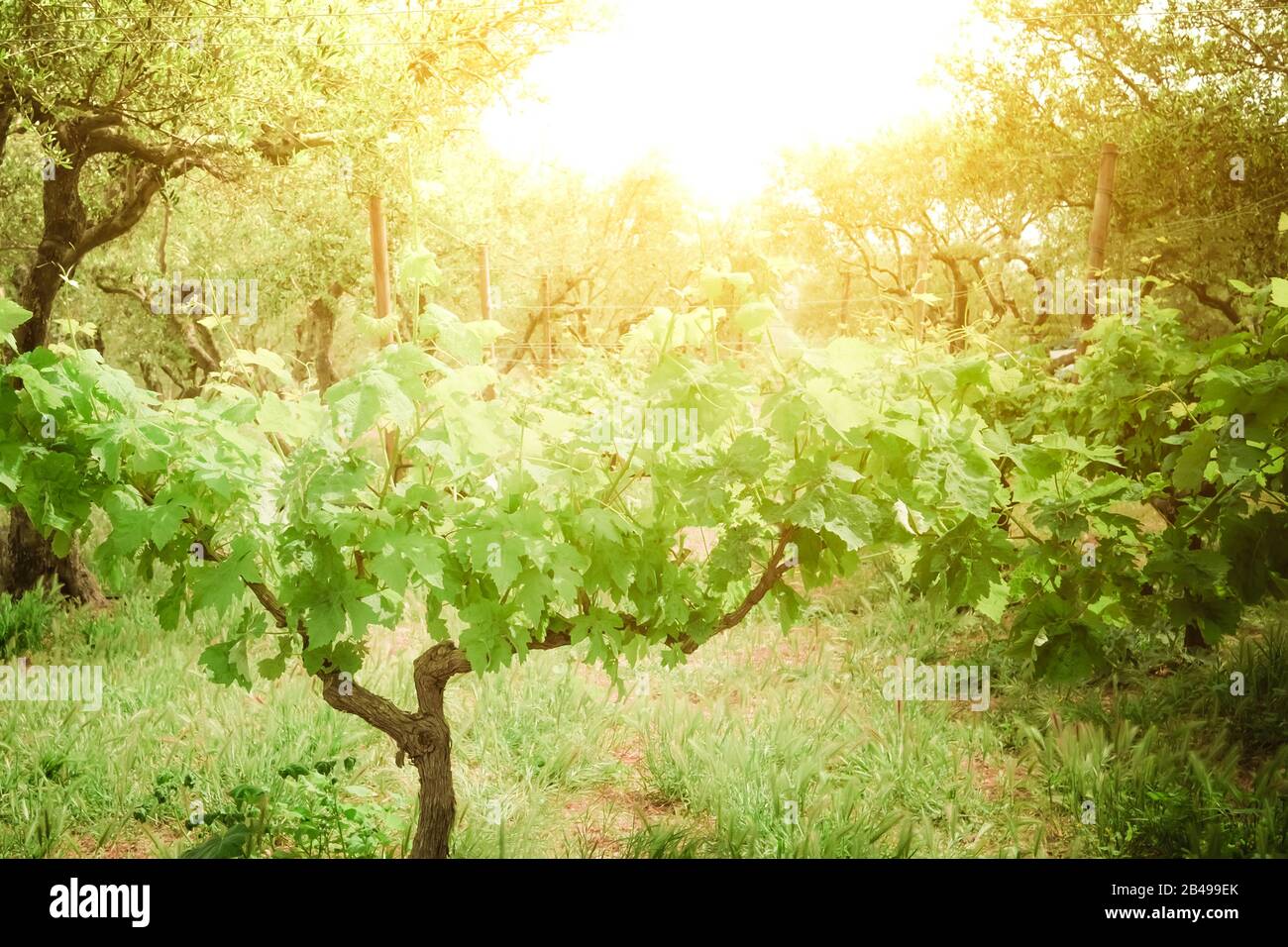 Schöner sonniger Tag auf der Traubenplantage auf der Insel Crete. Griechenland. Traditioneller Weinberg und Weingut des mittelmeers. Ökologische Landwirtschaft und natürliche FA Stockfoto