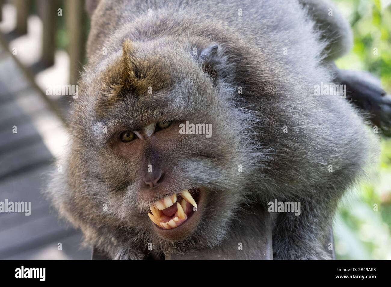 Balinese Long tailed Monkey (Macaque), das auf einer Kamera mit Holzreling liegt. Mund offen, Zähne gebarkt. In Ubud, Bali, Indonesien. Stockfoto