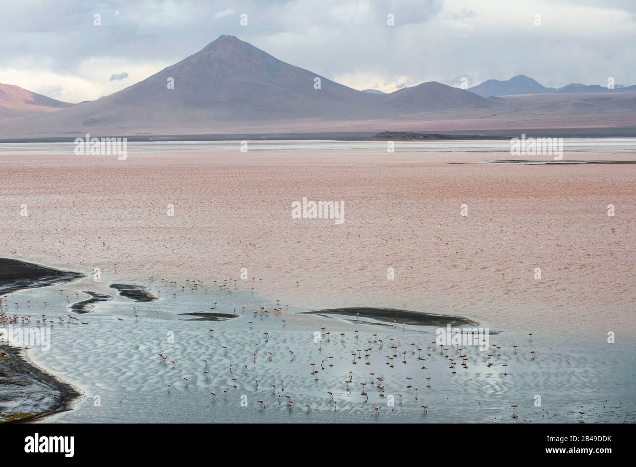 Flamingos in der Laguna Colorada, einem Salzsee im Südwesten des Altiplanos Boliviens. Stockfoto