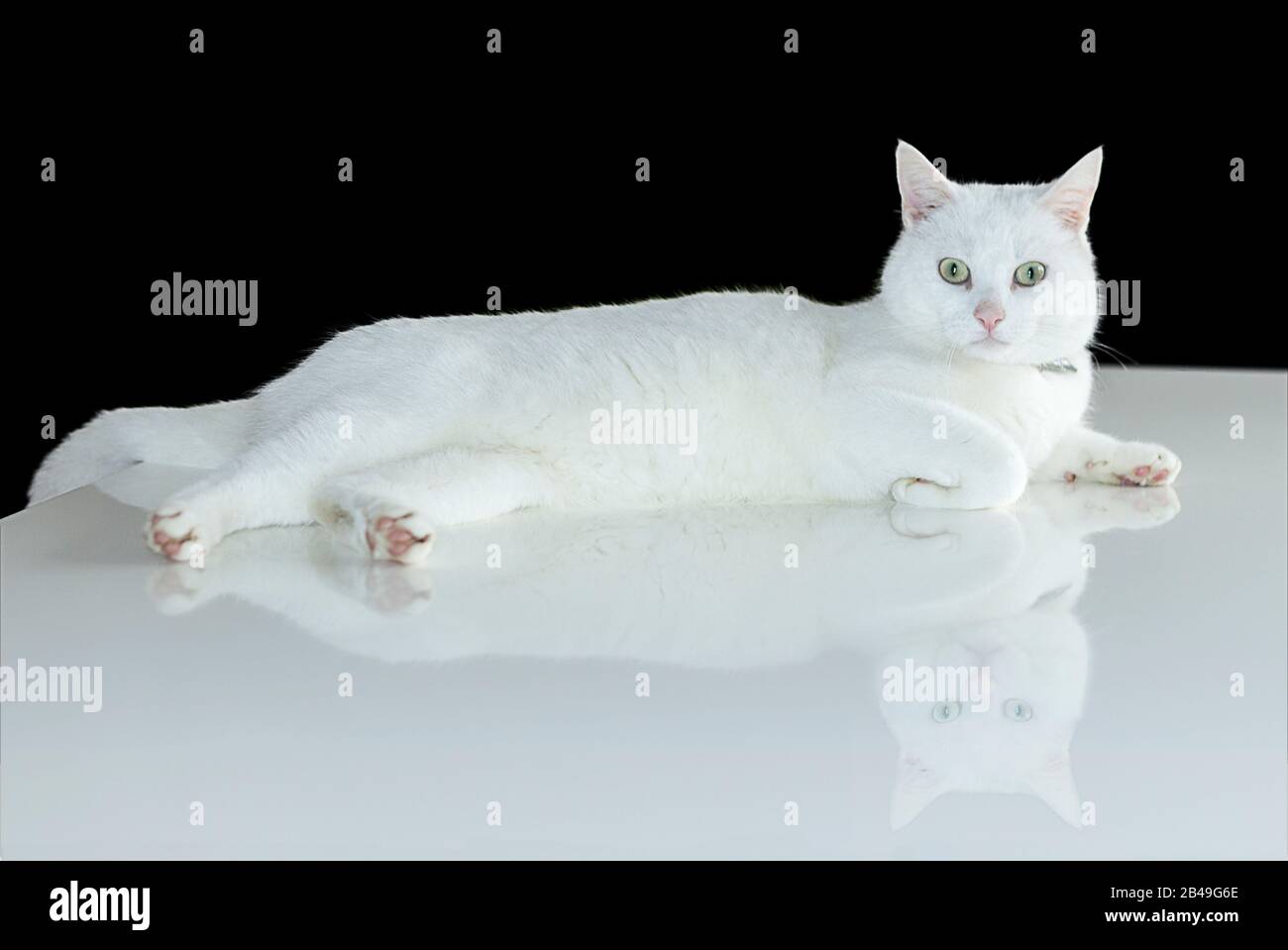 Weiße Katze auf weißem, glänzenden Tisch mit Reflektion und schwarzem Hinterfuß, rosafarbenen Nasenohren und Fußpolstern grüne Augen kurze Haare Innendesign und Tiere Stockfoto