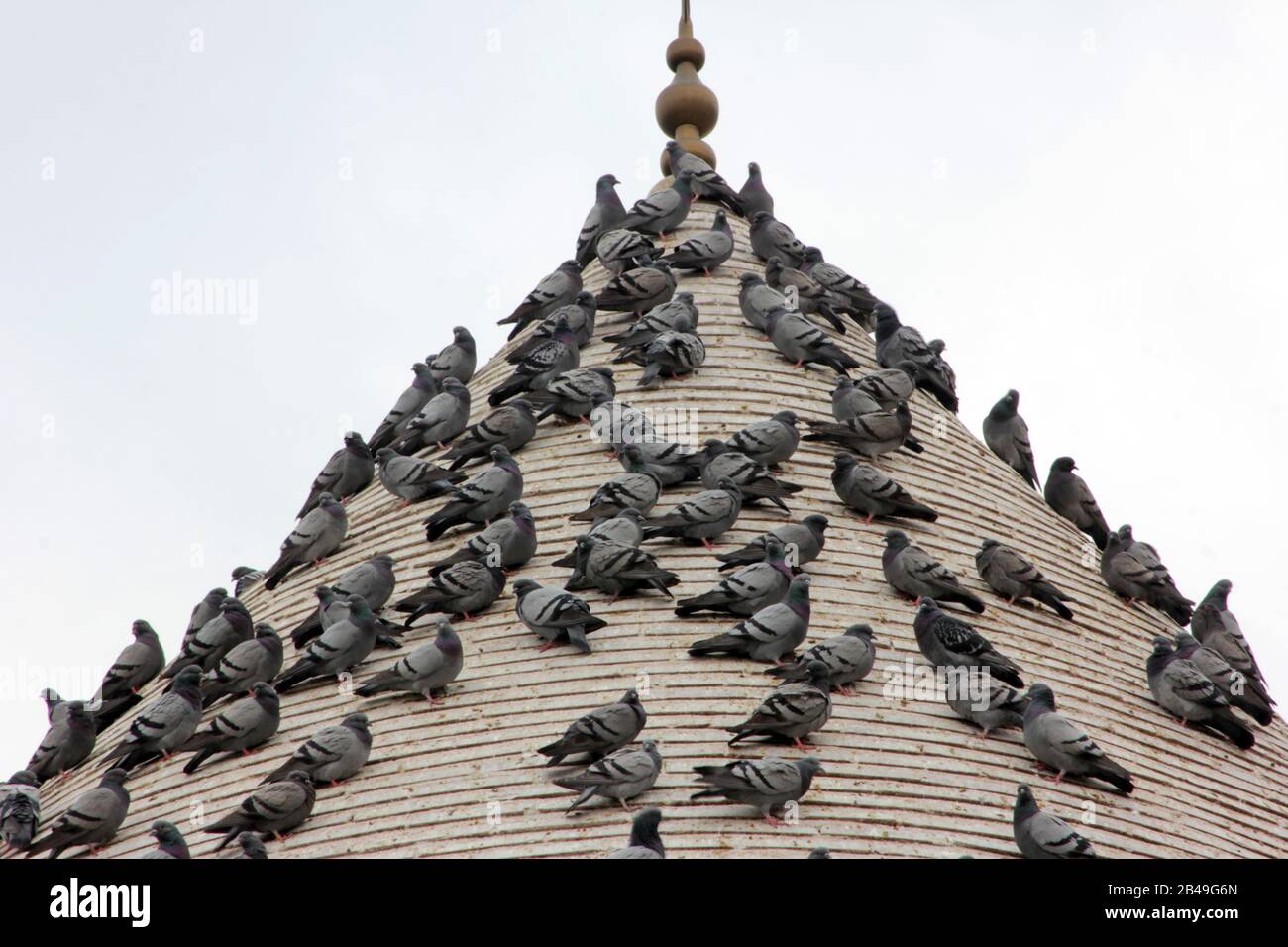 Taube Stockfoto