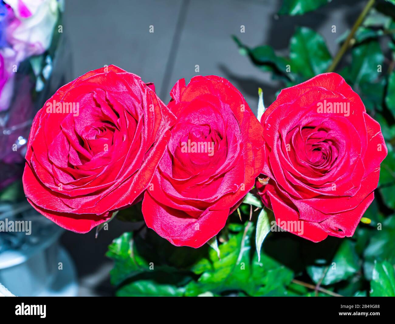 Festlicher Blumenstrauß aus Gartenblumen einer roten Rose. Muttertag. Geburtstag. Brautstrauß. Tag der Erinnerung. Internationaler Frauentag. Platz für Text. Stockfoto