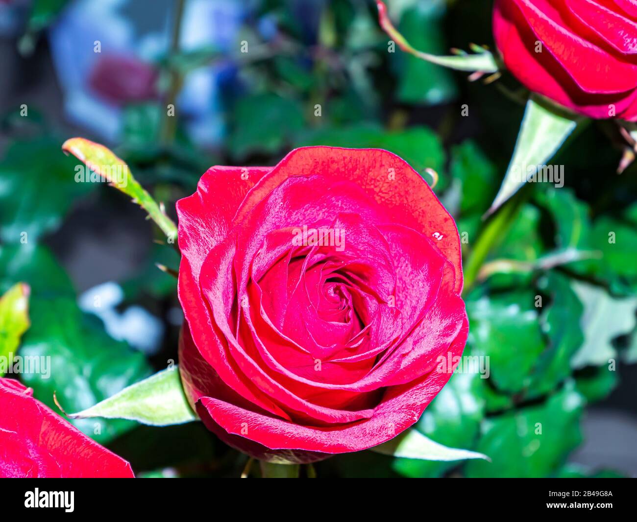 Festlicher Blumenstrauß aus Gartenblumen einer roten Rose. Muttertag. Geburtstag. Brautstrauß. Tag der Erinnerung. Internationaler Frauentag. Platz für Text. Stockfoto