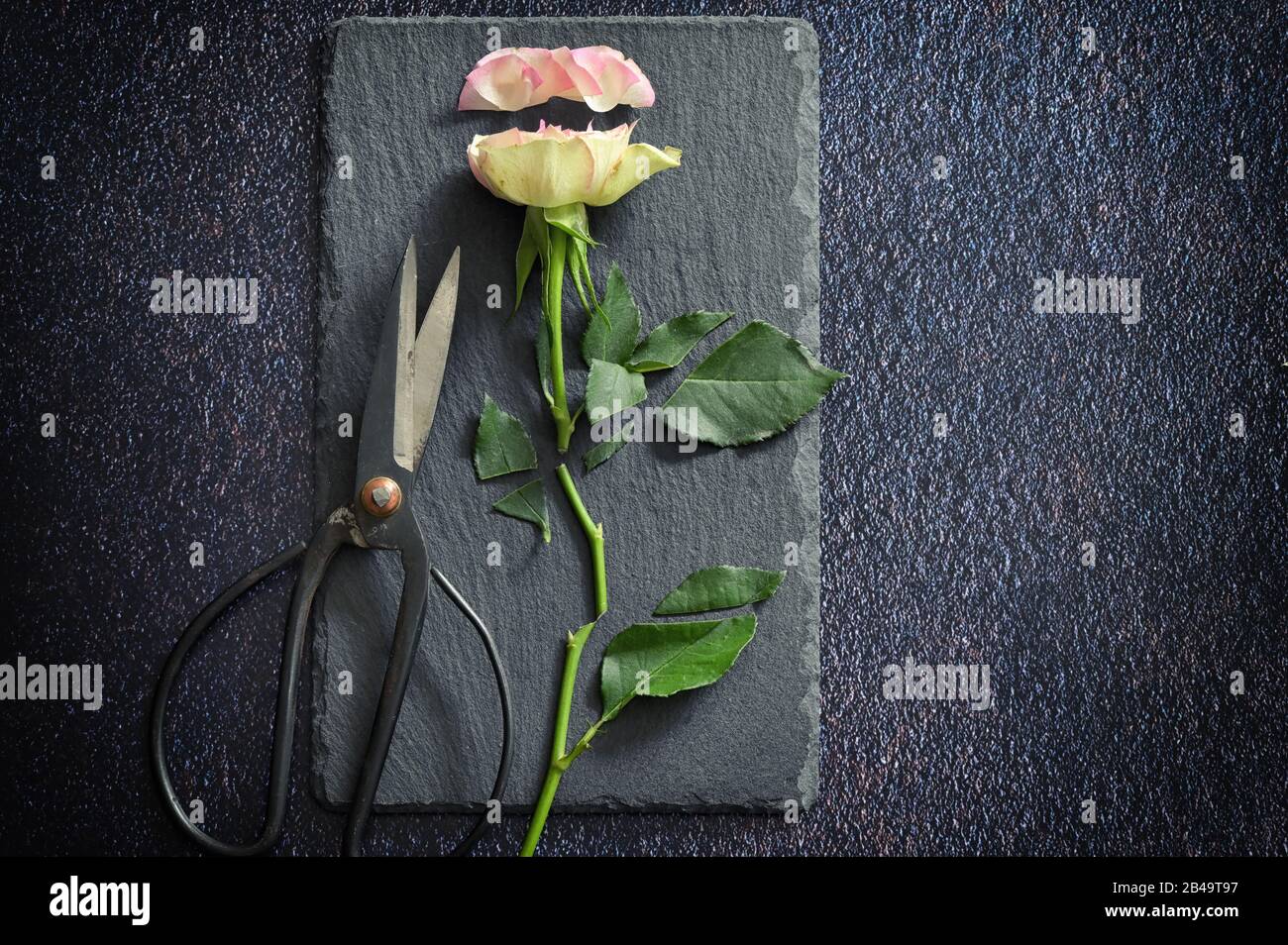 Schneiden Sie Rosa Rose und Scheren auf Ardesia Stone Stockfoto