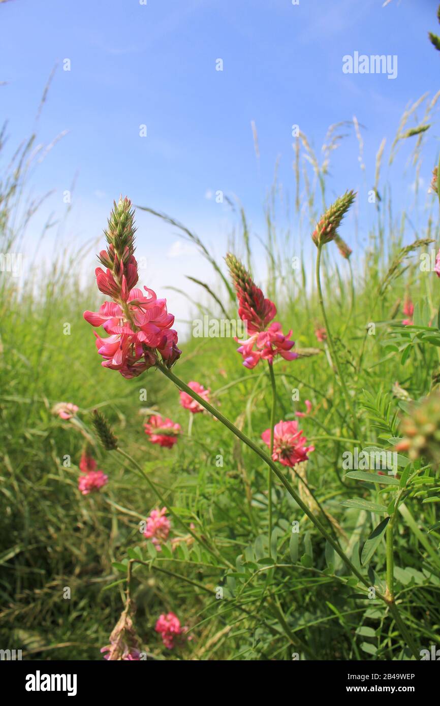 Rosafarbene Wildblumen auf der Wiese in Polen Stockfoto