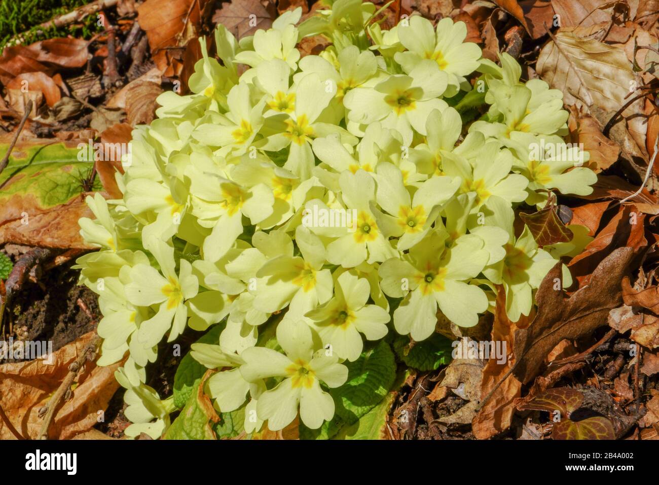 Gelbe Frühlingsblüten der Primrose (Primula vulgaris) Stockfoto