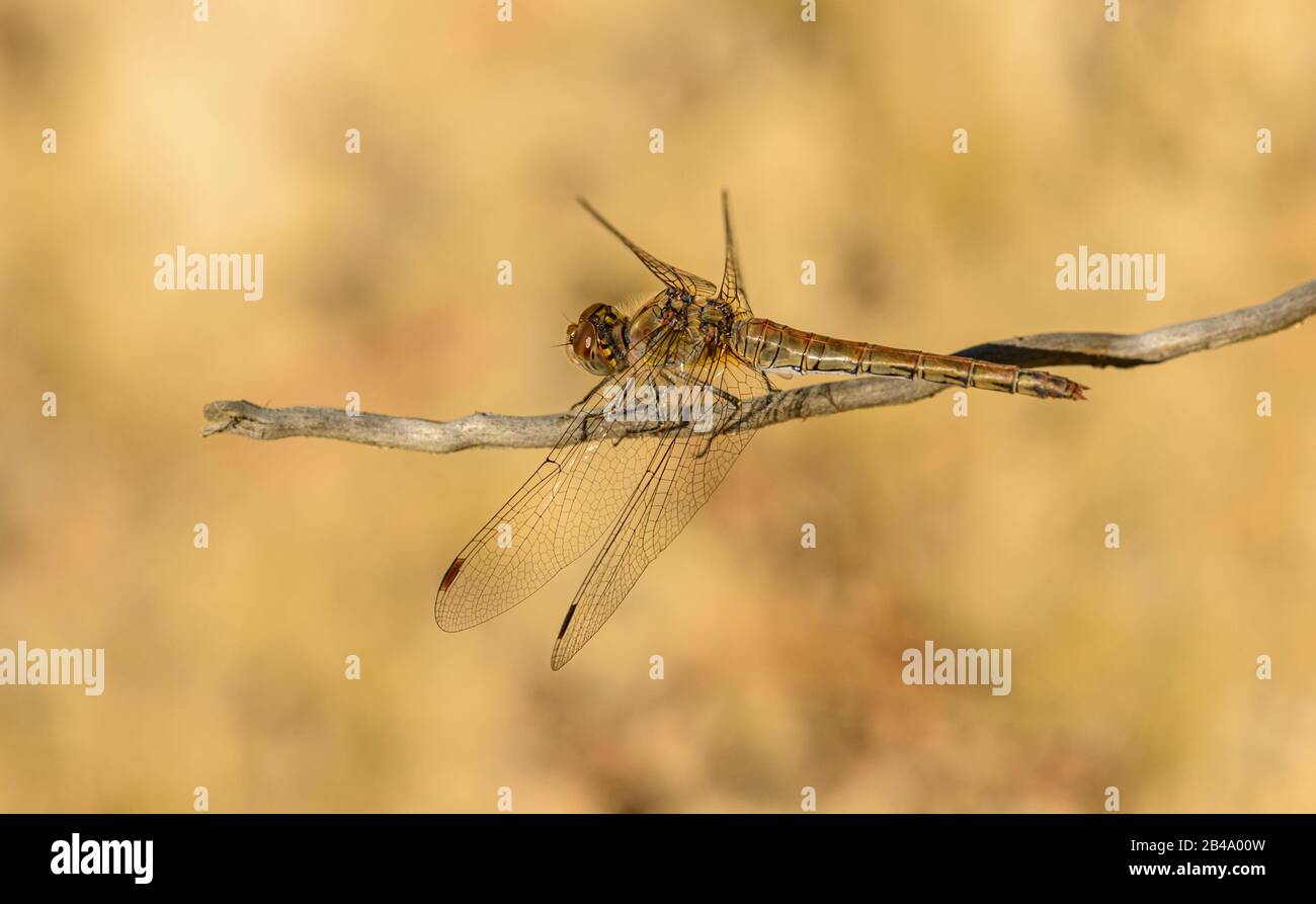Große graubraune orangefarbene Libelle auf Twig sitzend, wild Stockfoto