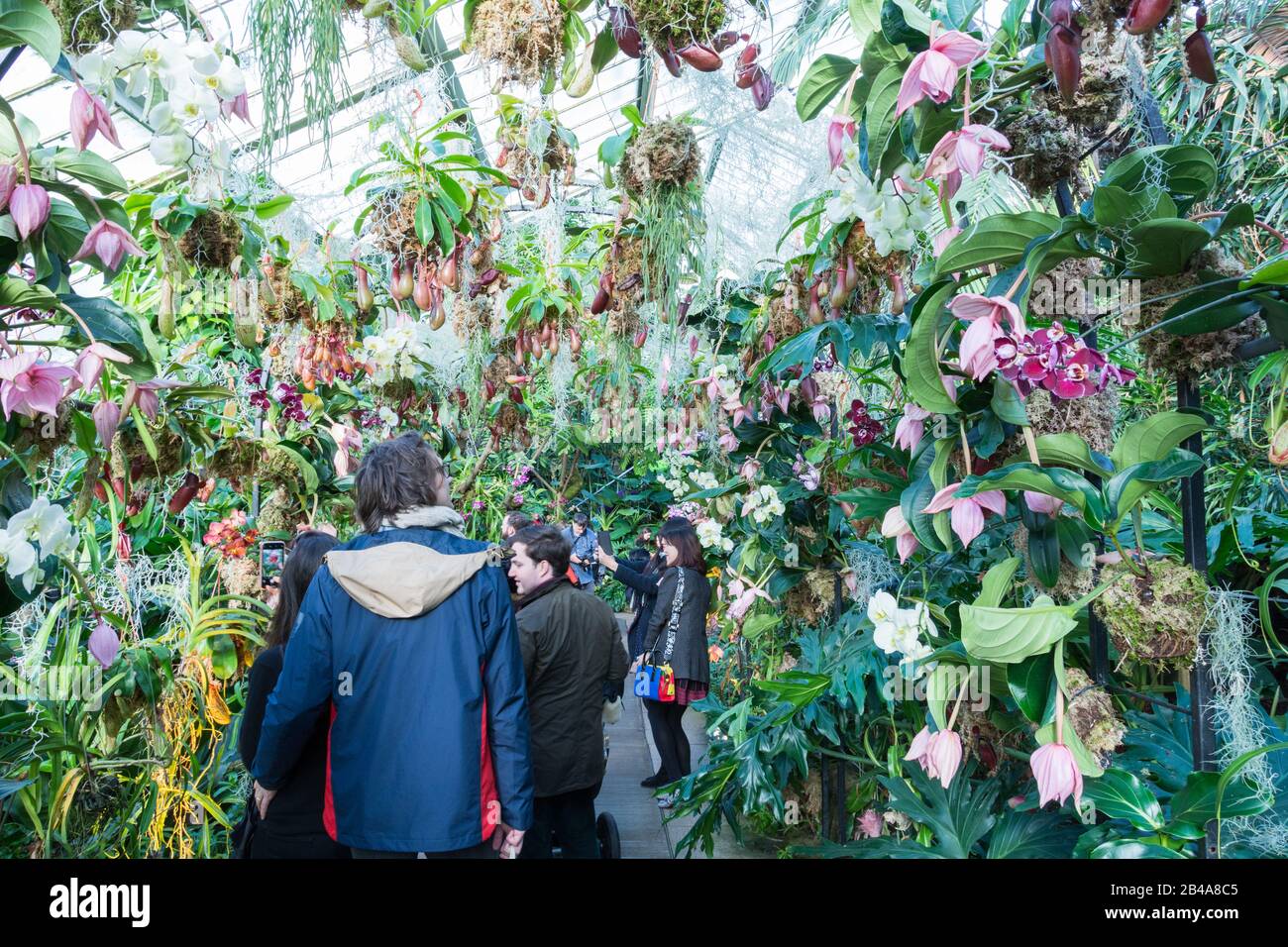 Orchideen im Princess of Wales Conservatory, Royal Botanic Gardens, Kew, London, Großbritannien Stockfoto