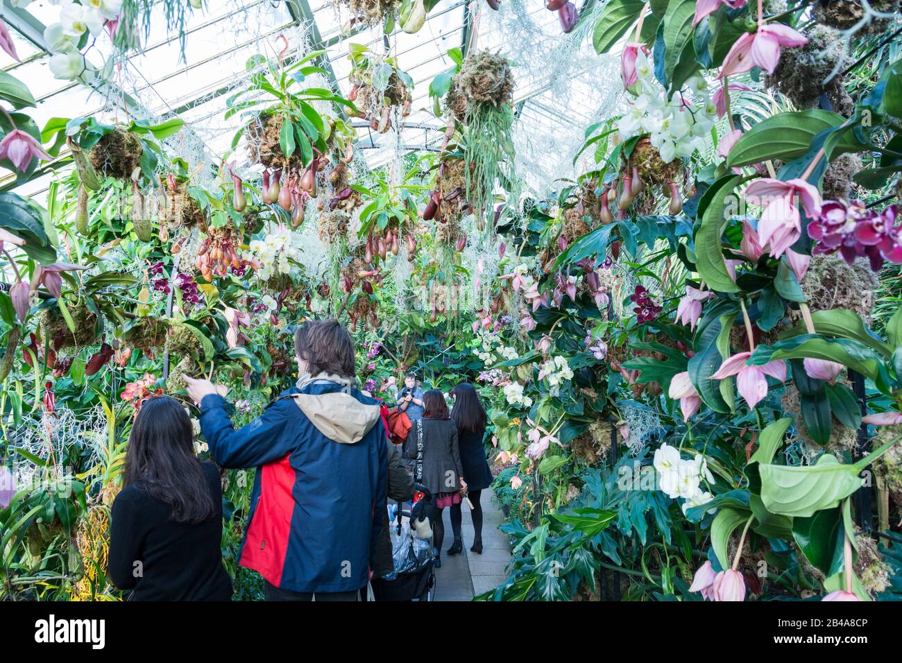 Orchideen im Princess of Wales Conservatory, Royal Botanic Gardens, Kew, London, Großbritannien Stockfoto