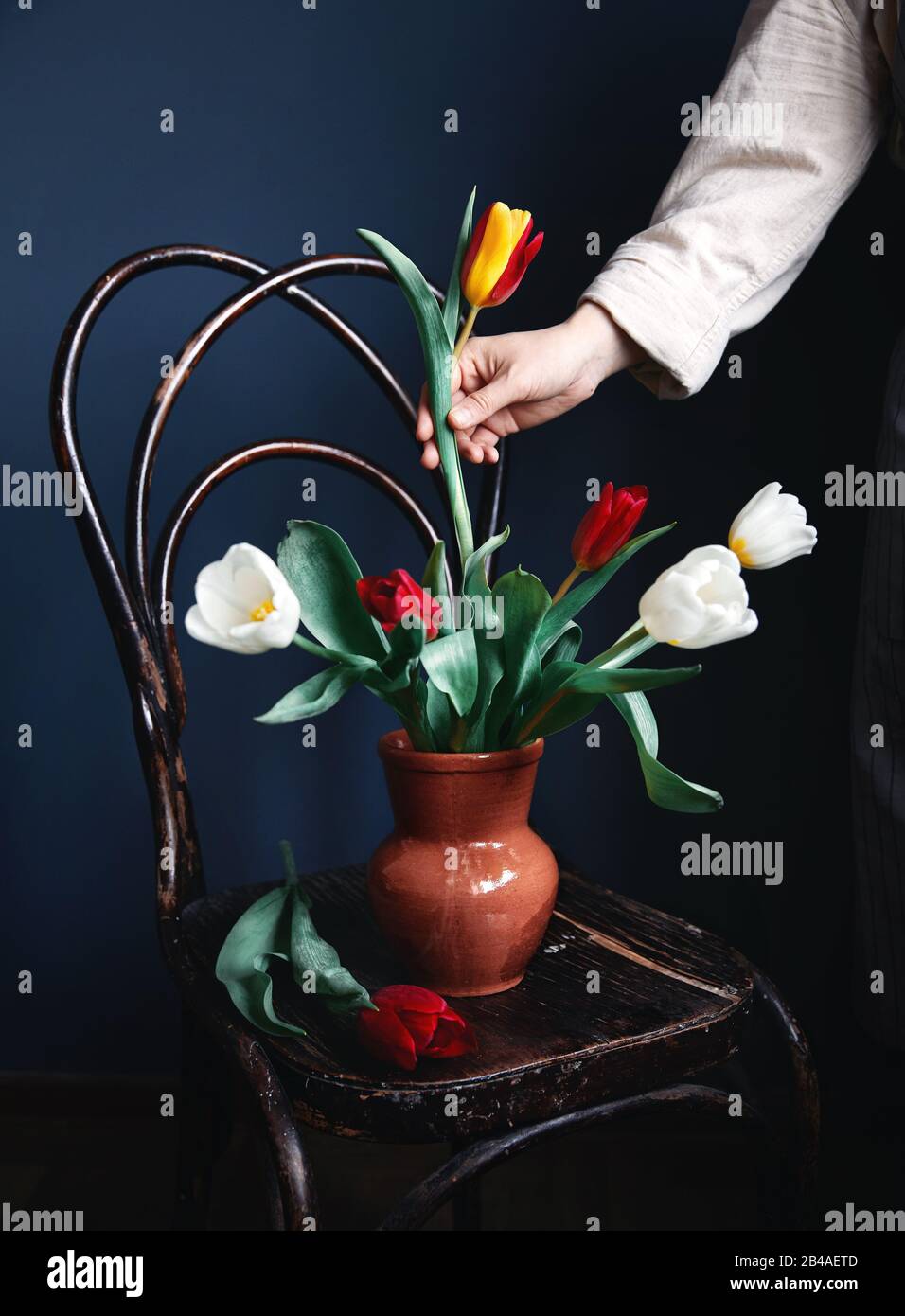 Frau, die einen schönen Blumenstrauß mit Tulpen aus ihrem Garten auf einem Holz-Vintage-Stuhl mit dunklem Hintergrund macht Stockfoto