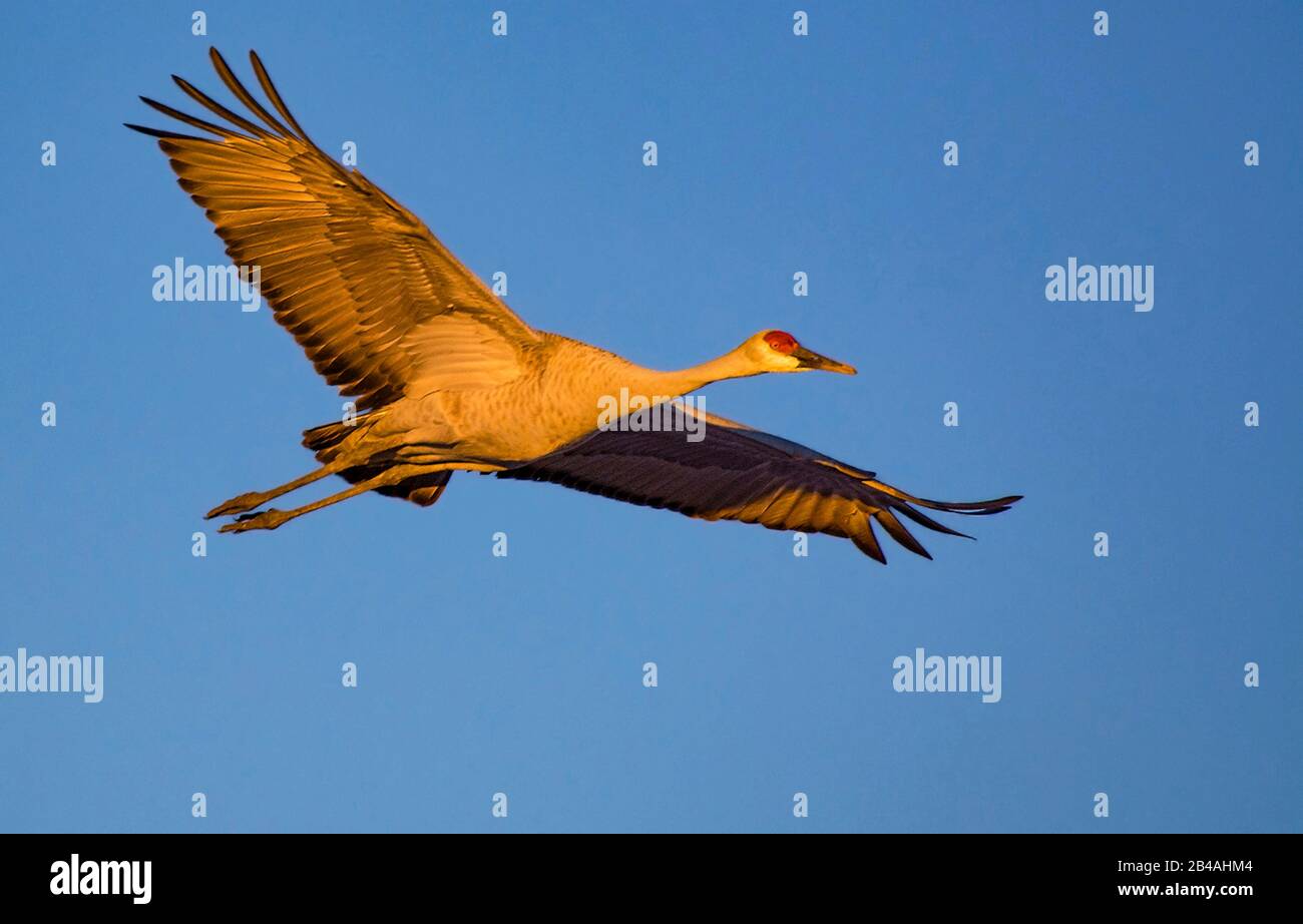 Im Great Sand Dunes National Park in Colorado überfliegt ein Sandhill Crane. Mehr als 20.000 Kräne verbringen einen Teil ihres Frühlings und fallen jedes Jahr in diesem Tal. Stockfoto