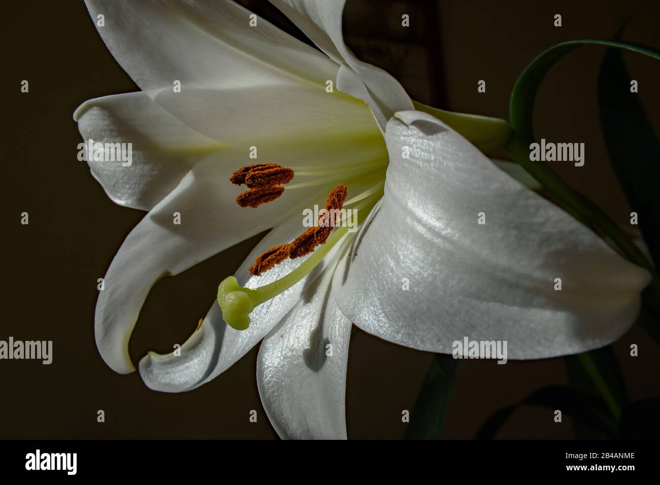 Ein Makrobild in einer glitzernden weißen Lilienblume mit einem dramatischen schwarzen Hintergrund Stockfoto