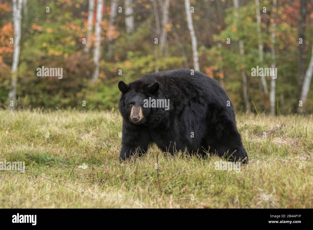 Schwarzer Bär, Ursus americanus, Gefangengenommen, Minnesota, USA Stockfoto