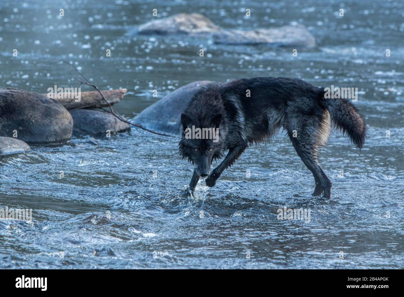 Grauer Wolf, Canis lupus, gefangener, Minnesota, USA, am Fluss, spritzt, läuft im Wasser Stockfoto