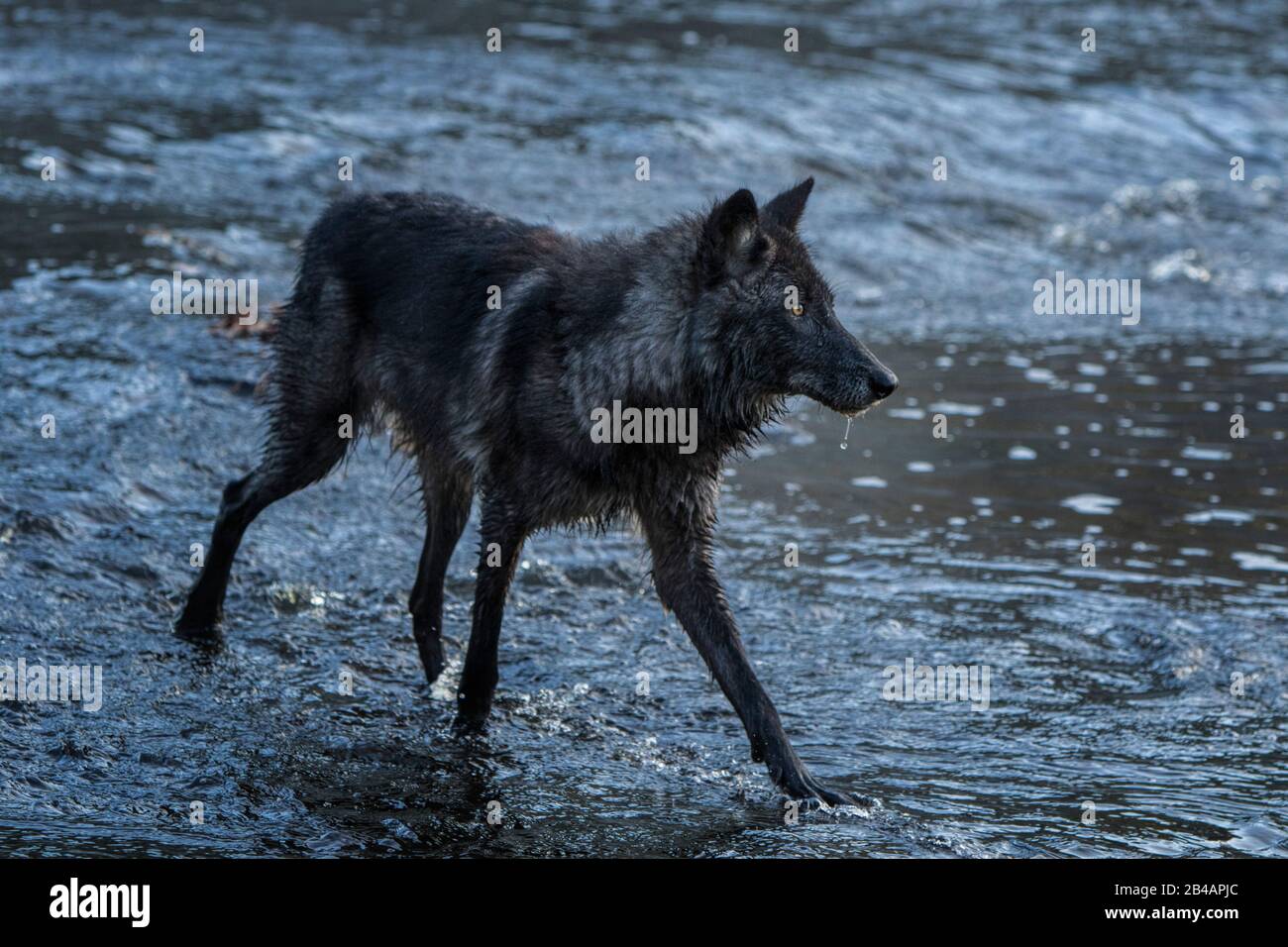 Gray Wolf, Canis lupus, Captive, Minnesota, USA, auf dem Fluss Stockfoto