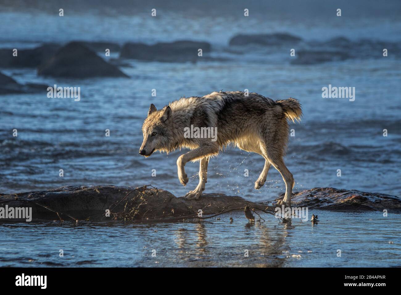 Gray Wolf, Canis lupus, Captive, Minnesota, USA, auf dem Fluss Stockfoto