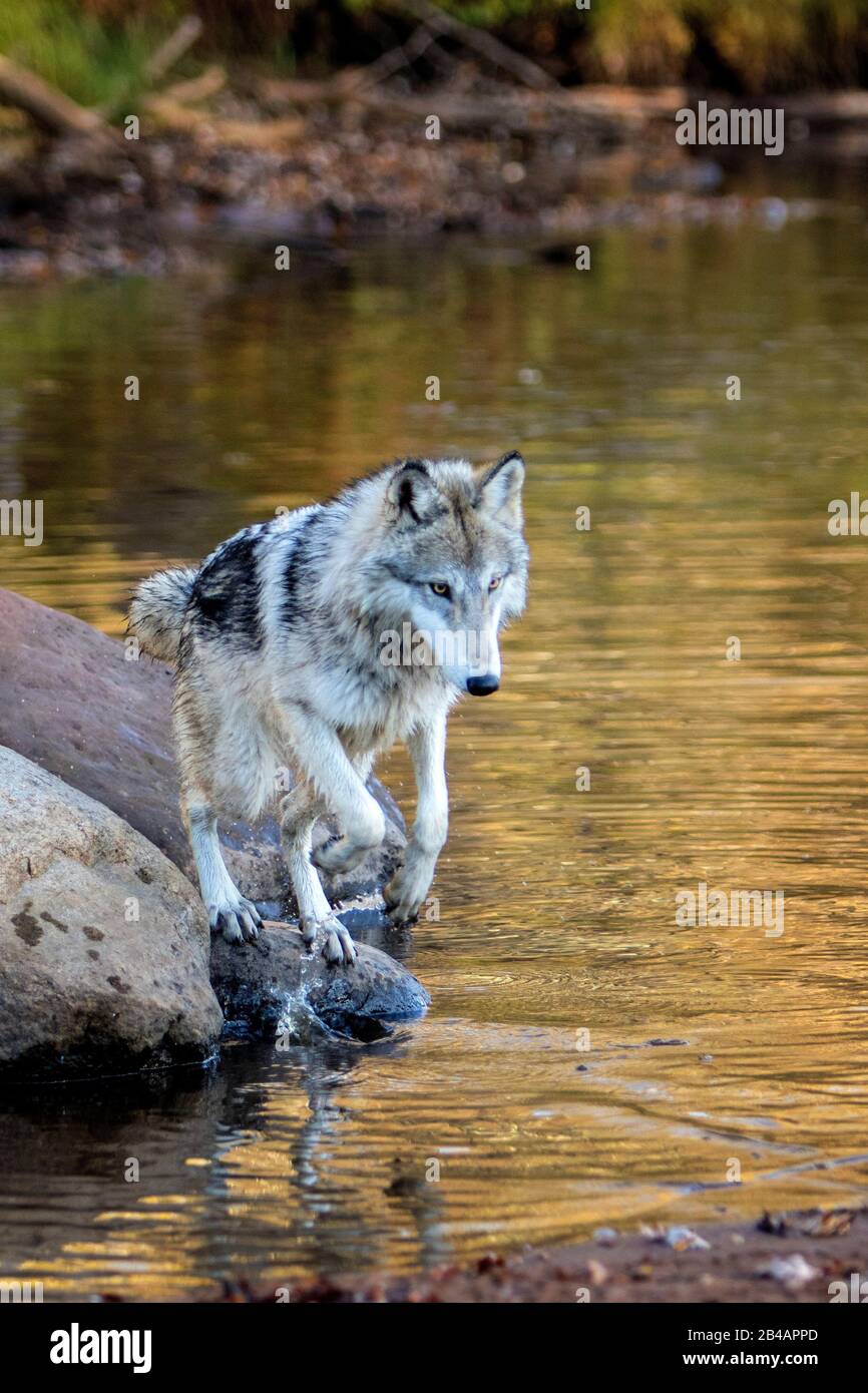 Grauer Wolf, Canis lupus, gefangener, Minnesota, USA, springend über den Fluss Stockfoto