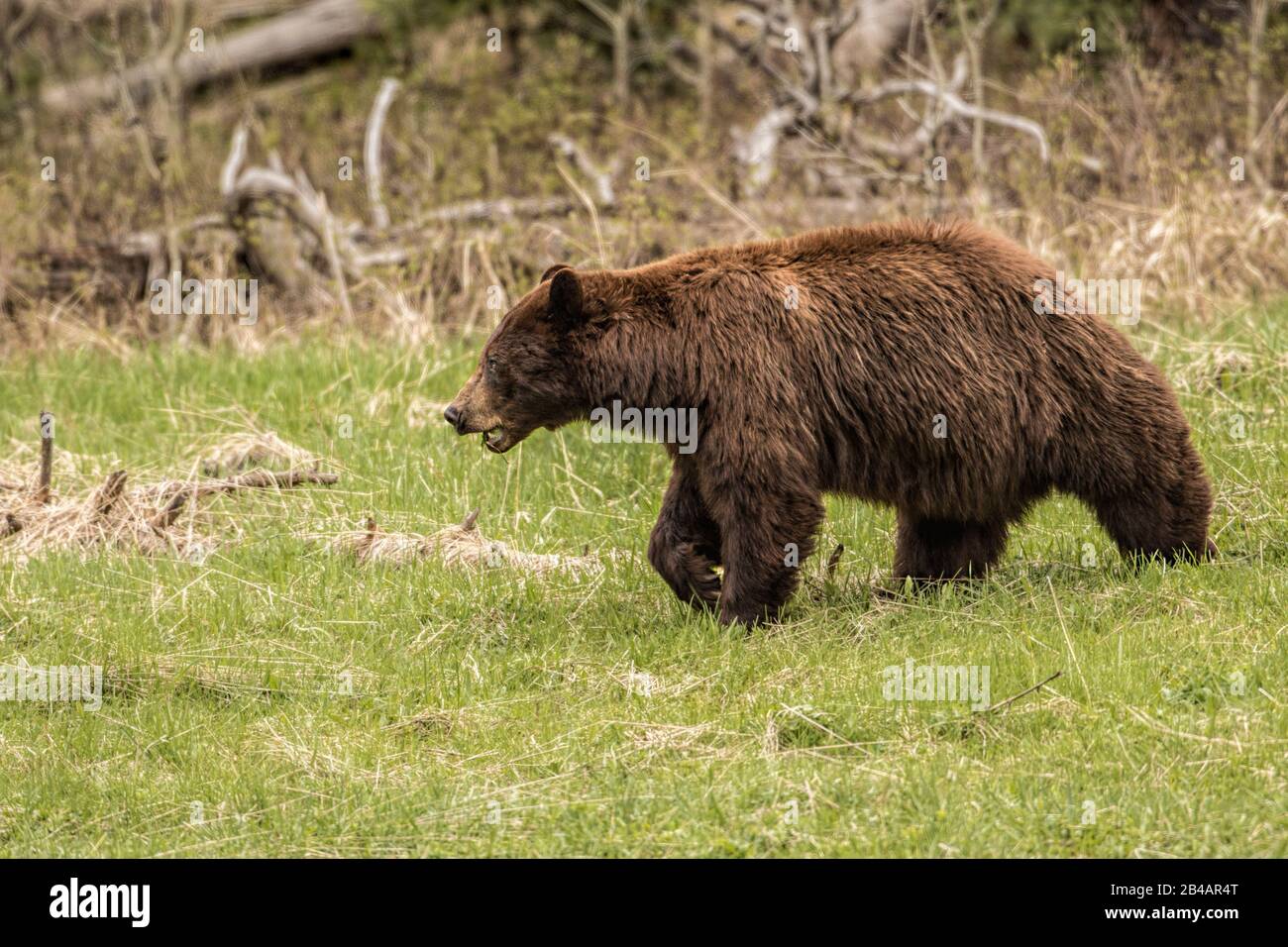 Grizzly Bear, Ursus arctos horribilis, Yellowstone National Park, USA Stockfoto