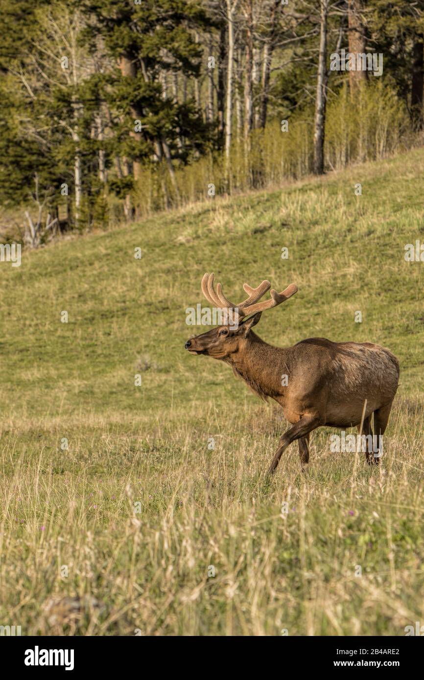 Rocky Mountain Elk, Cervus canadensis nelsoni, Yellowstone National Park, USA Stockfoto