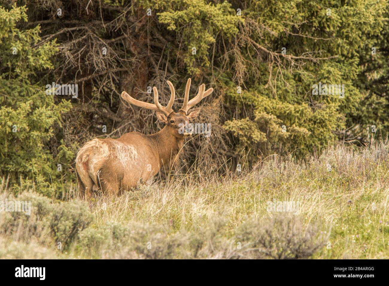 Rocky Mountain Elk, Cervus canadensis nelsoni, Yellowstone National Park, USA Stockfoto