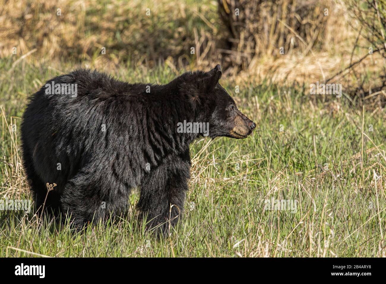 Schwarzbär, Ursus americanus, Yellowstone-Nationalpark, USA Stockfoto