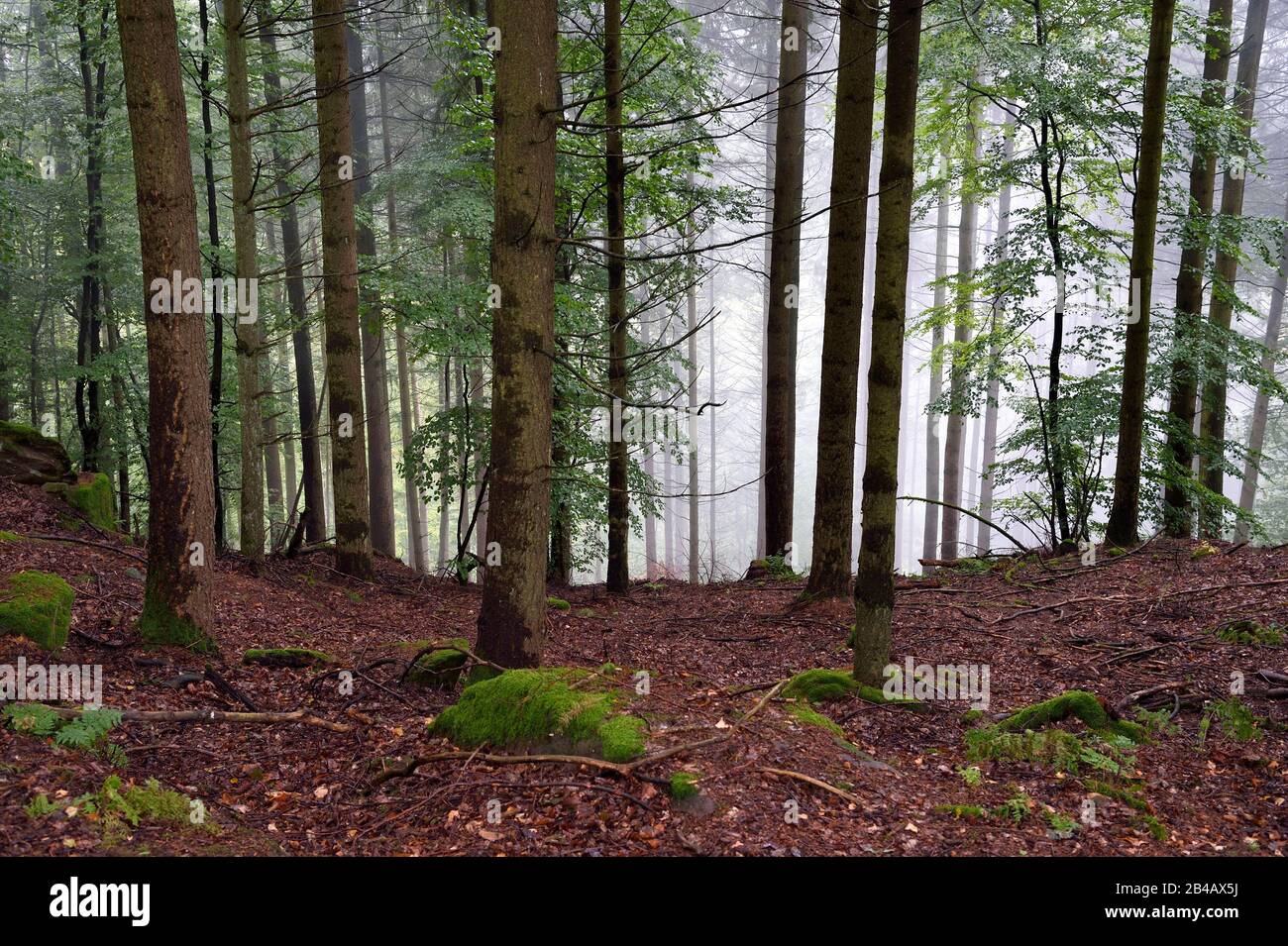 Naturpark Vogesen Du Nord Stockfotos und bilder Kaufen Alamy