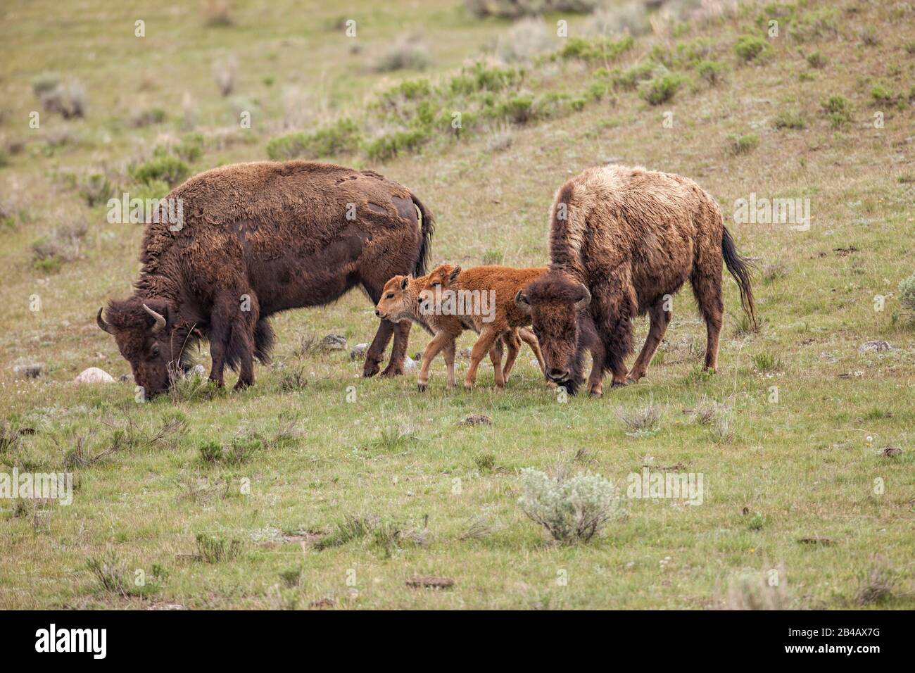 American Bison, Bison Bison, Yellowstone National Park, USA, zwei Erwachsene mit zwei jungen Kindern Stockfoto