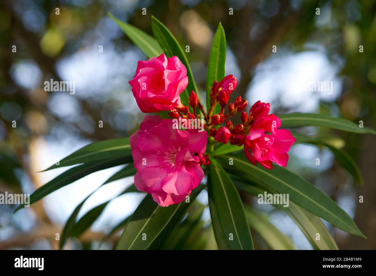 Seychellen, Insel Praslin, lokale Flora, Oleanderblüte, Stockfoto