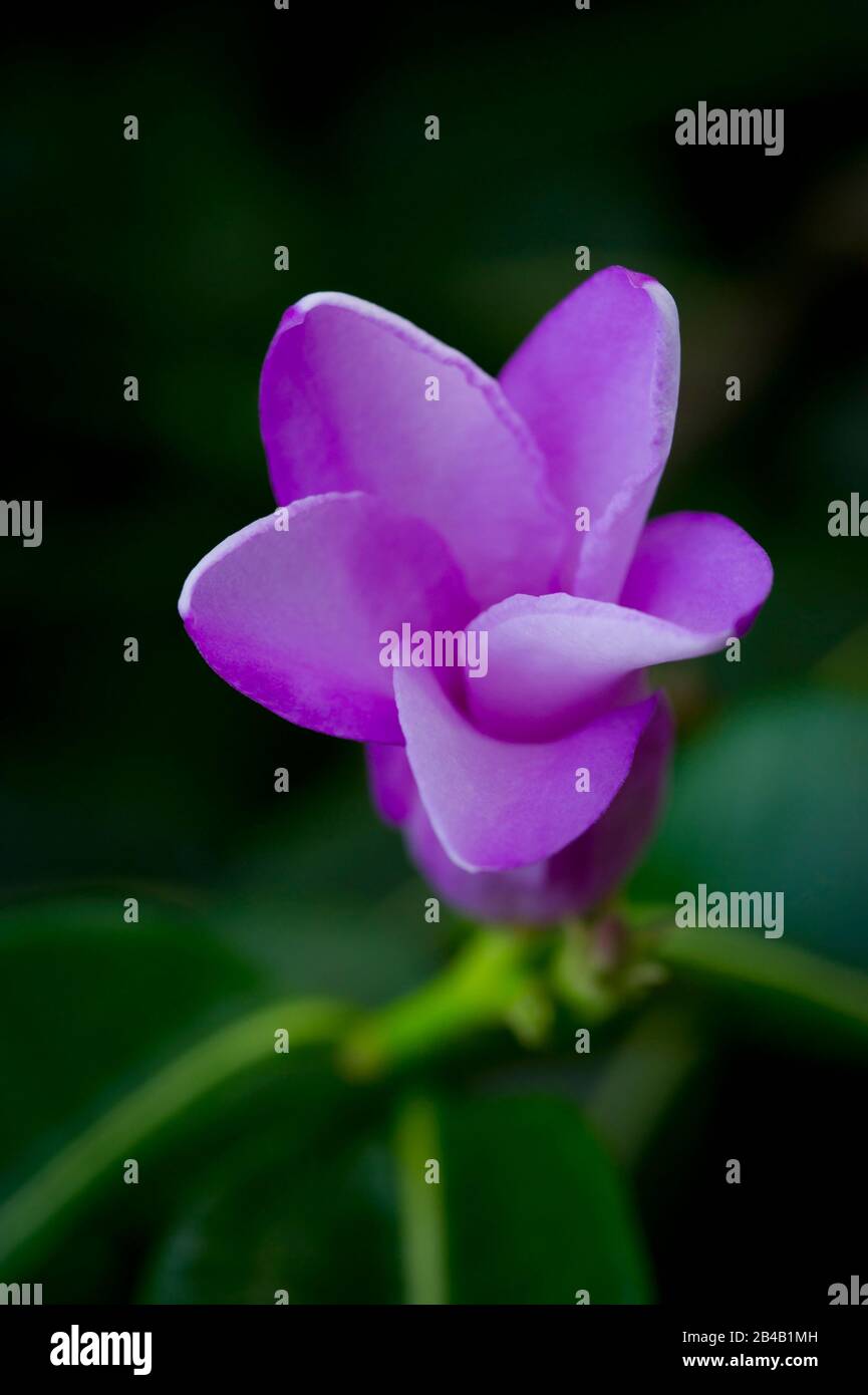 Seychellen, Insel Praslin, lokale Flora Cryptostegia madagascariensis Stockfoto