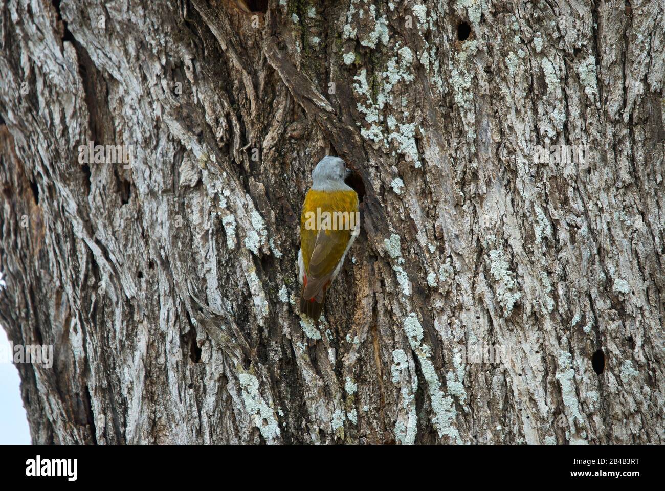 Ein afrikanischer grauer Specht an seinem Baumloch Stockfoto