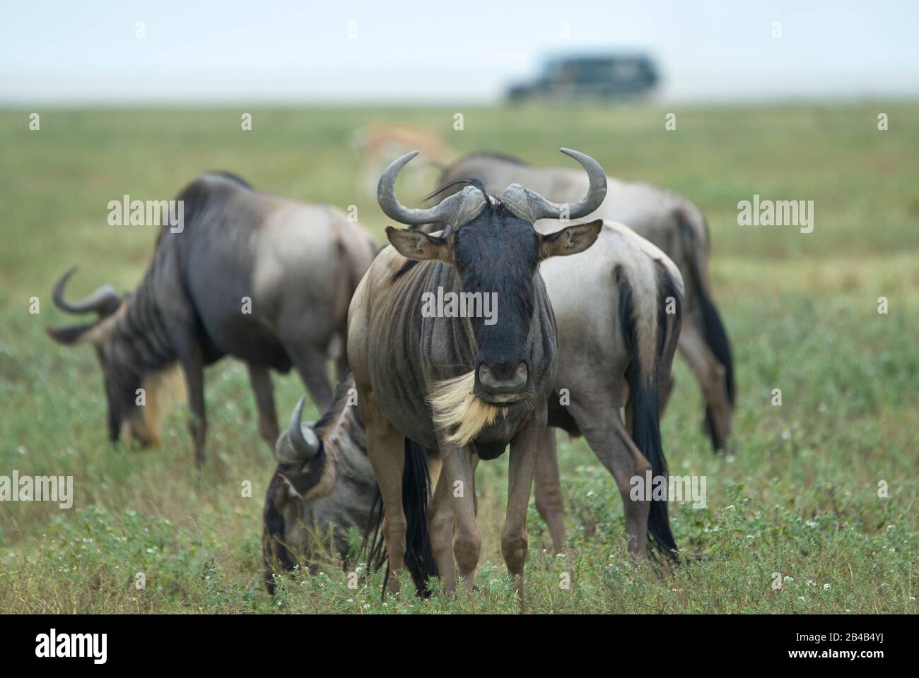 Wildebeest auf den Ndutu-Ebenen (Tansania), direkt in die Kamera blickend Stockfoto