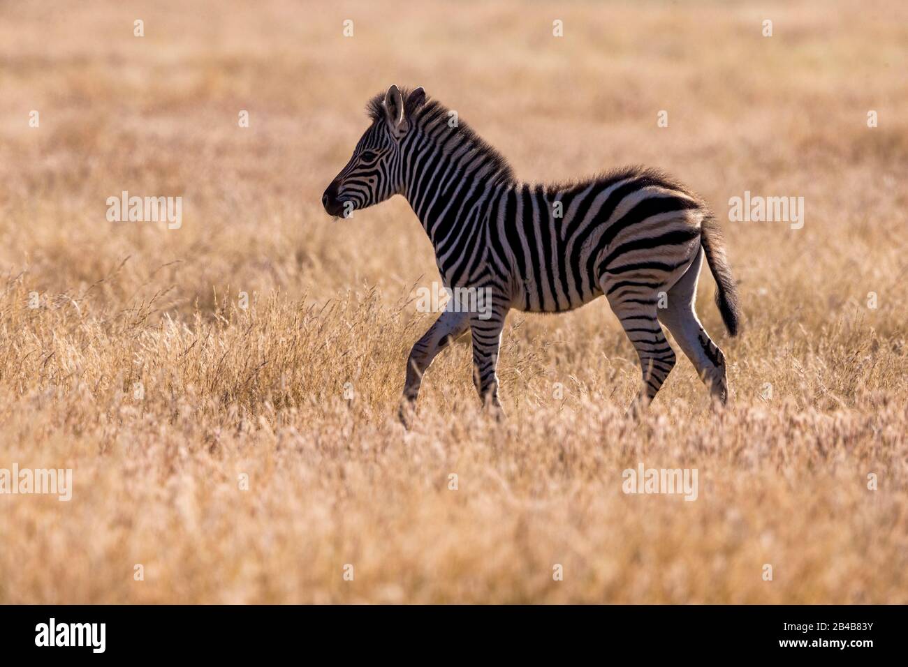 Südafrika, Private Reserve, Plains Zebra oder gewöhnliches Zebra oder Burchell's Zebra (Equus quagga, früher Equus burchellii), Baby Stockfoto