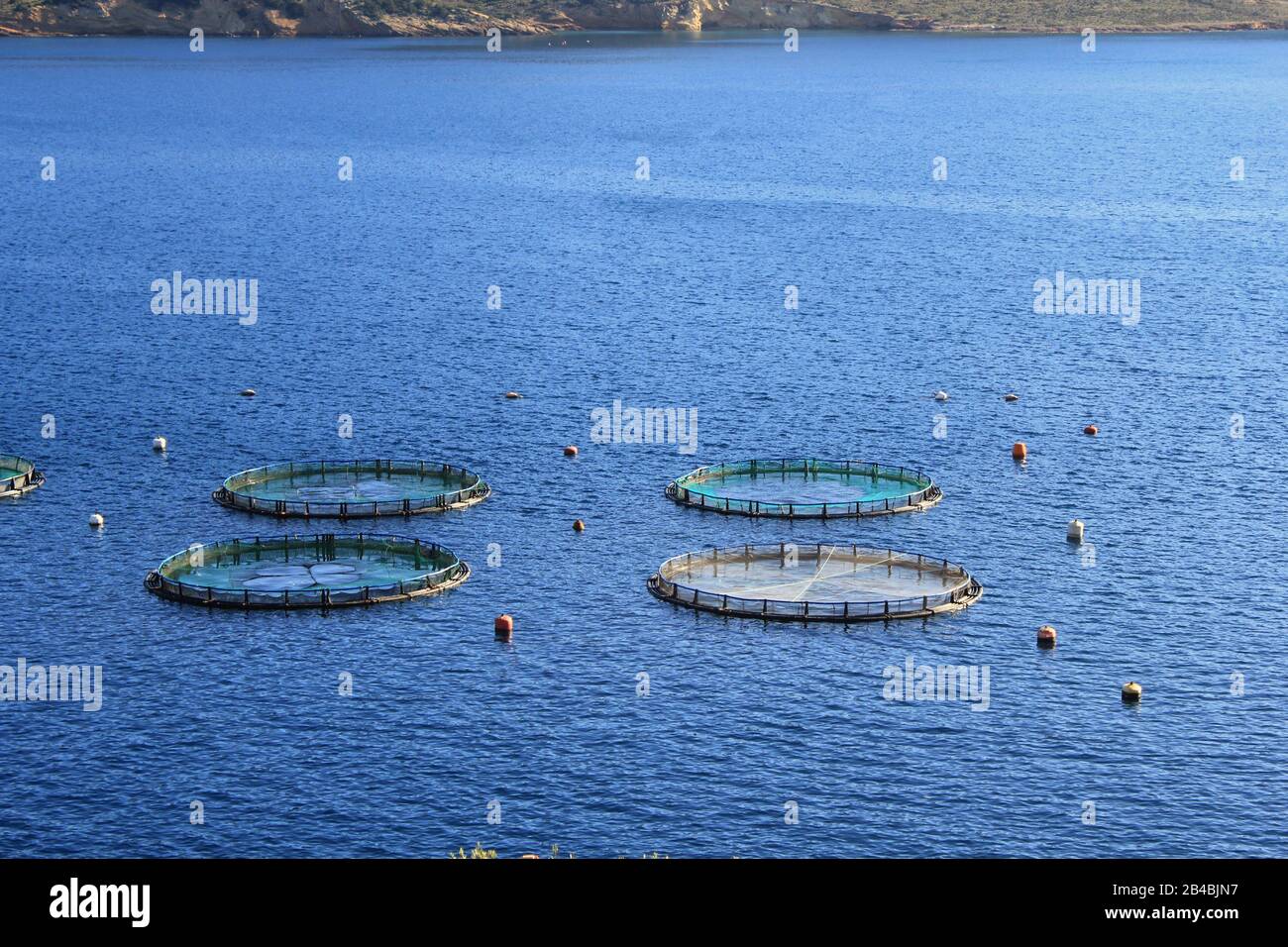 Aquakultursiedlung, Fischfarm mit schwimmenden Kreiskäfigen rund um die Bucht von Attika in Griechenland. Stockfoto