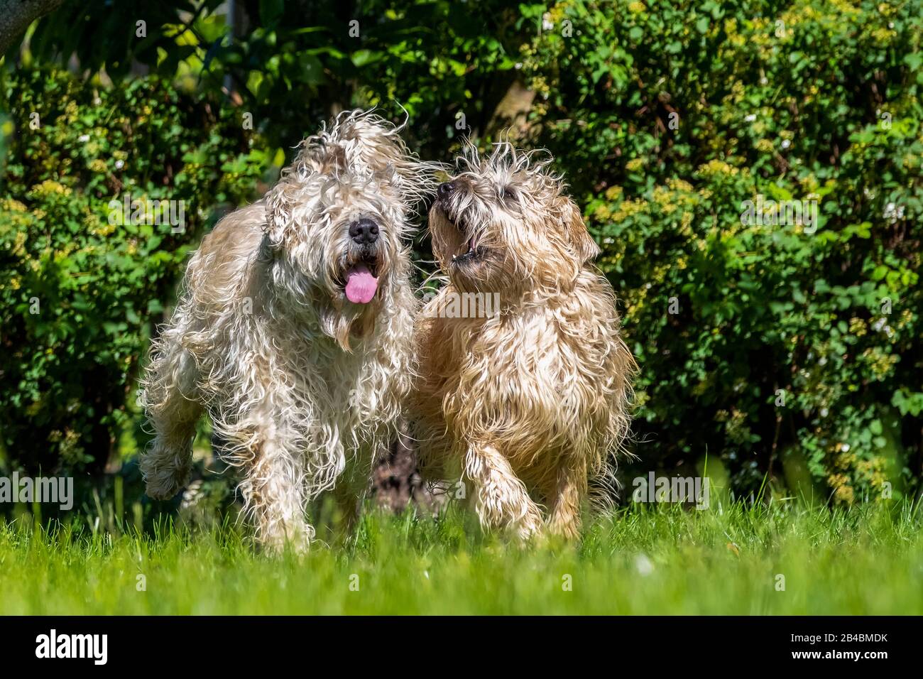 Frankreich, Bas Rhin, Irish Soft Coated Wheaten Terrier, Haustierhund Stockfoto