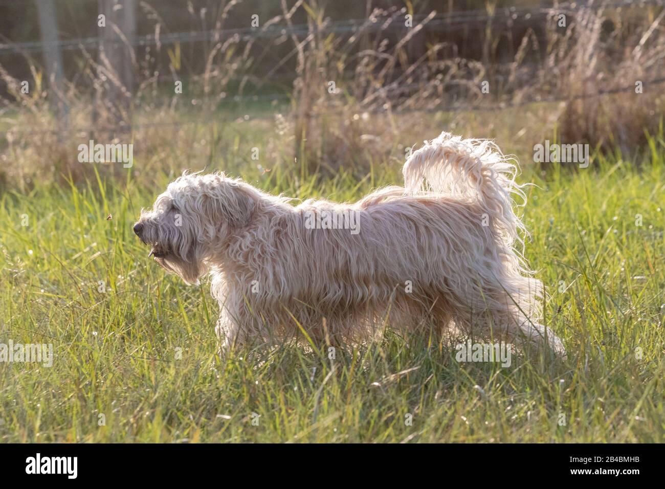 Frankreich, Bas Rhin, Irish Soft Coated Wheaten Terrier, Haustierhund Stockfoto