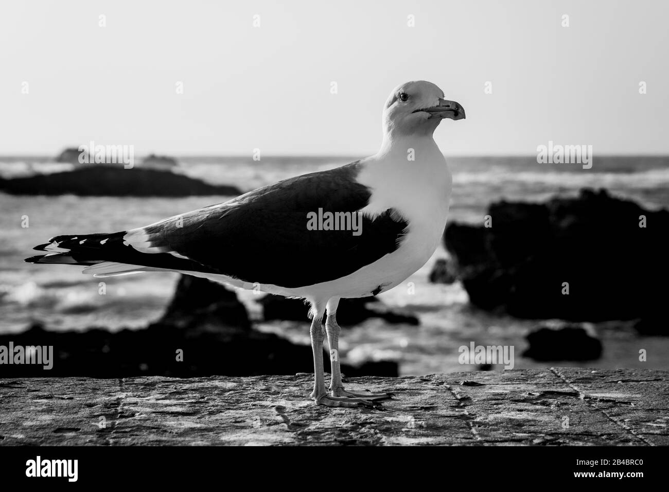 Schwarz-Weiß-Bild der Möwe an der Küste in Essaouira, Marokko. Stockfoto