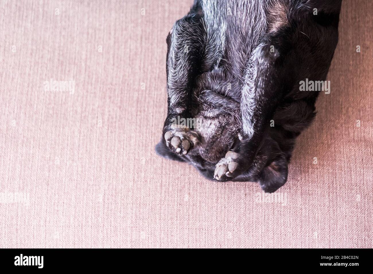 Lustige süße Hund Mops verrückt spielen allein auf dem Sofa zu Hause gehen - schöne Welpen pet in Rückwärtsstellung Spaß haben - Inland Tier Hintergrund Konzept Stockfoto