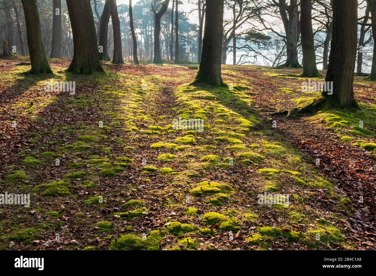 Wintersonne in einem moosigen Wald im Talkin Tarn, Cumbria UK Stockfoto