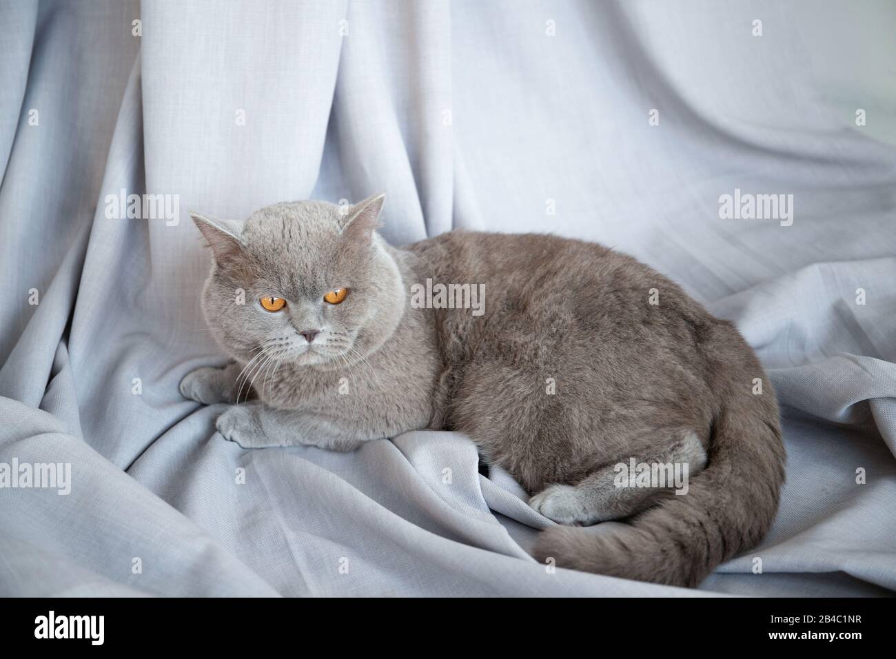 Schöne Katze sitzt in einem Zimmer im Innenraum. Stockfoto