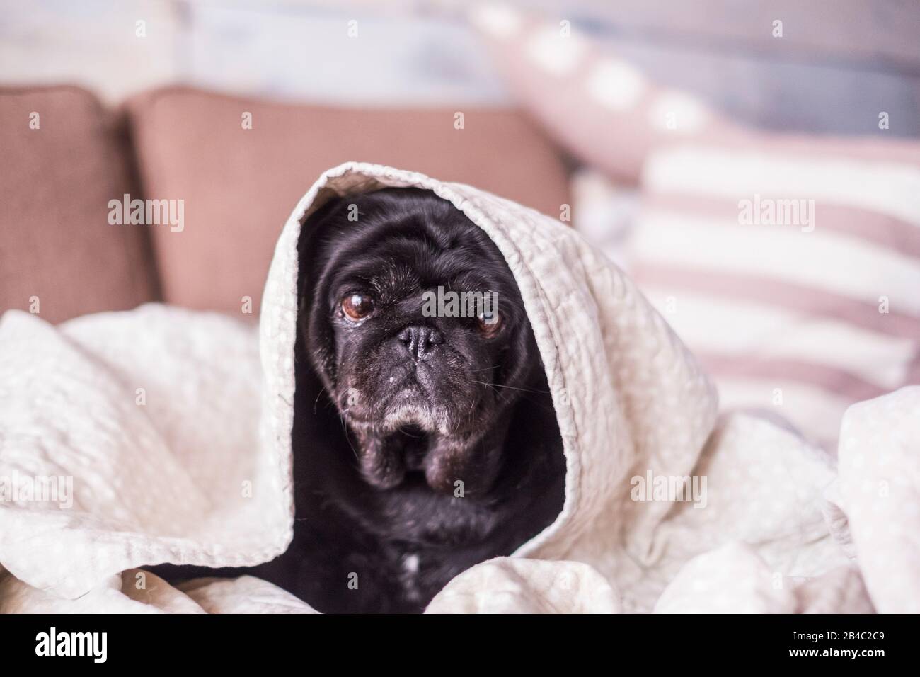 Pug Dog hat Spaß, unter der Decke zu spielen. Auf einem braunen Sofa liegend, mit zarten Augen, die in eine weiße Decke eingewickelt sind, auf die Kamera blicken. Welpe zu Hause Konzept Stockfoto